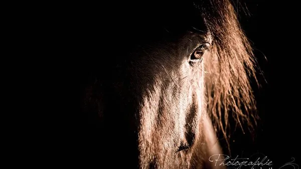 Photographier les chevaux : les conseils d'une professionnelle