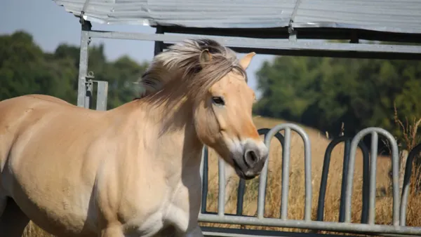 Le Fjord, ce poney nordique au grand coeur