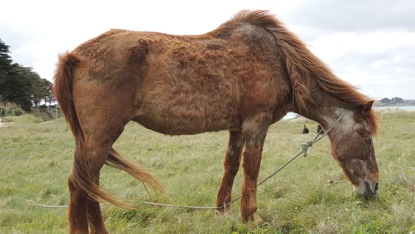 Entretien du vieux cheval (1) : quelles maladies ?