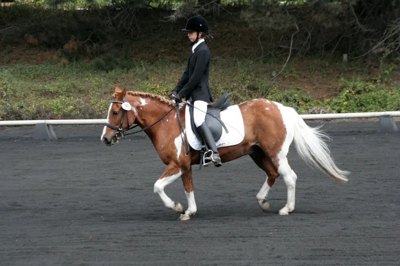 Ce cheval n'est pas dans une bonne attitude de travail : dos creux, postérieurs à la traine et angle tête/encolure trop ouvert. Son dos ne peut donc pas fonctionner correctement.  