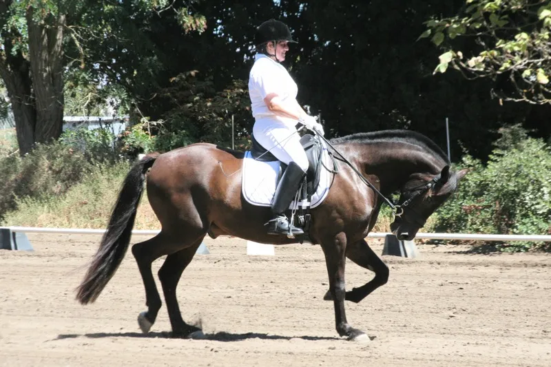 Cheval encapuchonné - © Joe Pallas