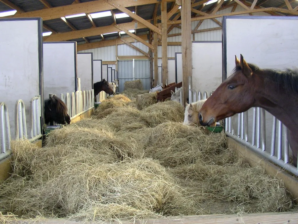 chevaux en train de manger du foin