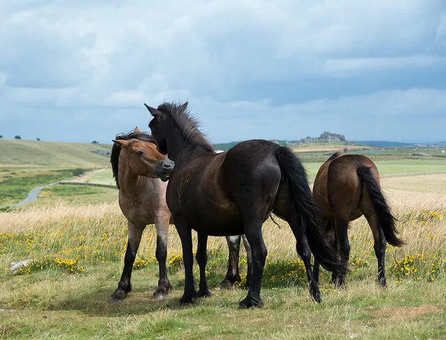 De l'espace et des copains sont impératifs pour votre cheval!