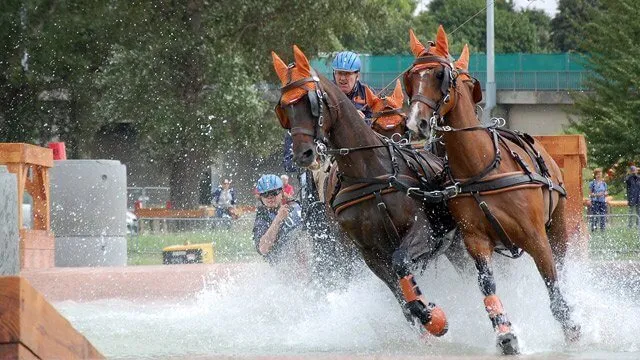 attelage sportif