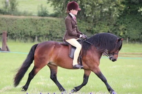 poney dartmoor bai