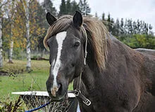 vieux cheval