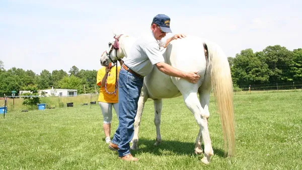 5 gestes pour évaluer l'état de santé du cheval