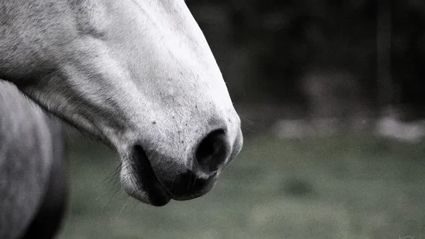 Mon cheval tousse : que faire ?