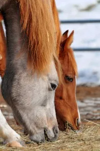 chevaux en train de manger du foin au sol