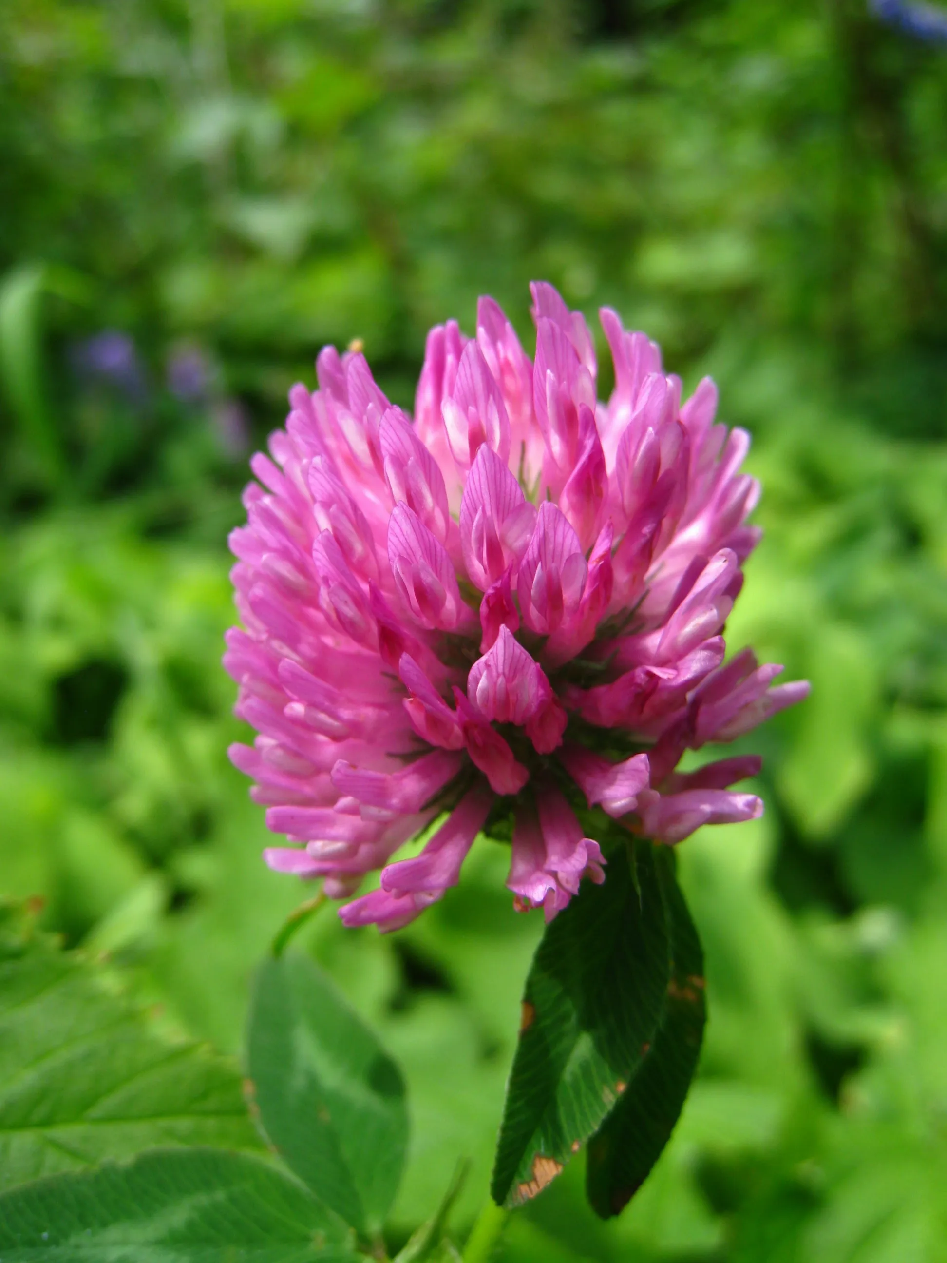 La fleur de trèfle des prés guérit la toux.