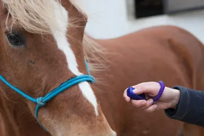 Introduction au clicker training