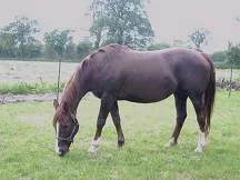 Les chevaux trop gros sont davantage exposés à certaines pathologies telle que l'arthrose
