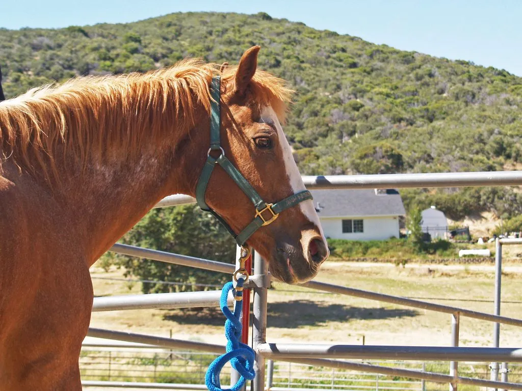 surveillez la respiration de votre vieux cheval