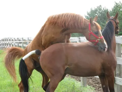 © eXtensionHorses