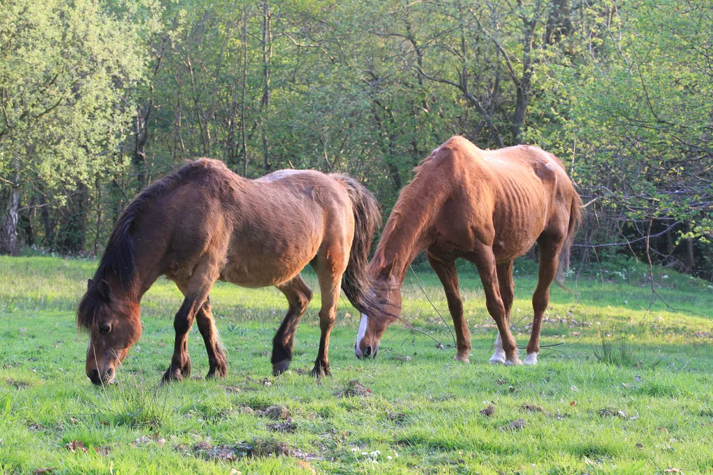 Les vieux chevaux sont particulièrement sujets à la perte de poids. - © Adrian Midgley