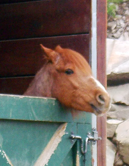Vérifiez que votre cheval soit dans des installations adaptées et, s'il vit au box, qu'il puisse aller au paddock régulièrement.