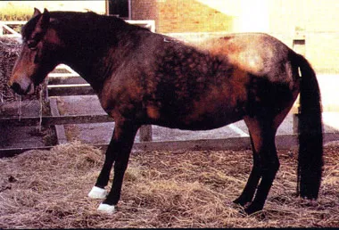 Posture caractéristique d'un cheval fourbu