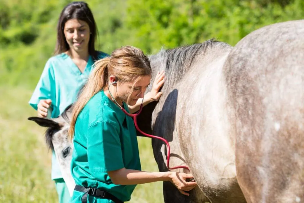 visite d'achat vétérinaire d'un cheval