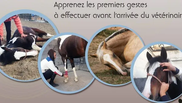 Se former aux premiers secours pour chevaux