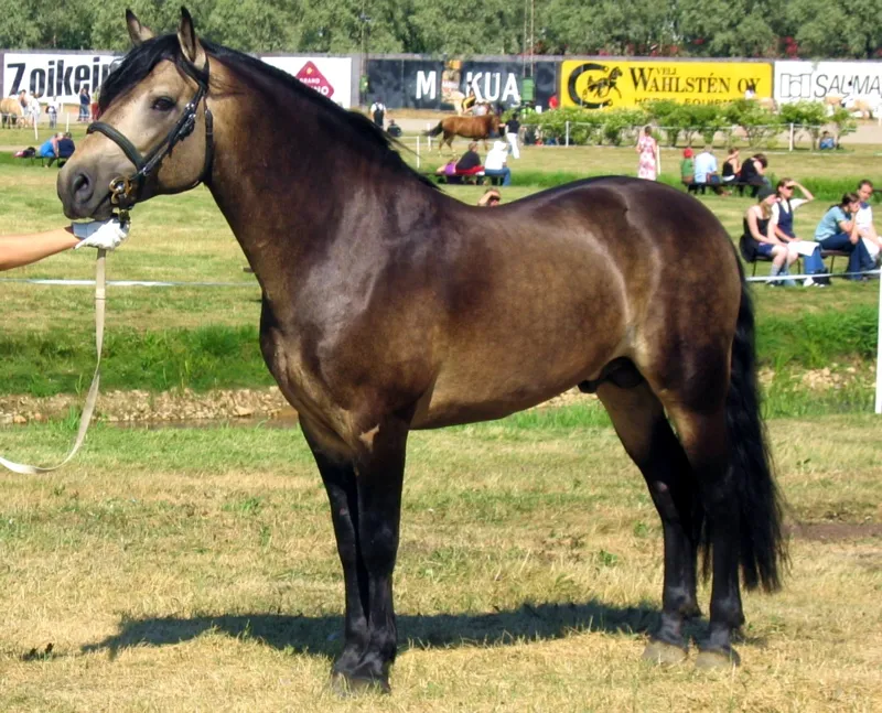 Poney isabelle sooty : base baie + 1 crème + gène Sooty