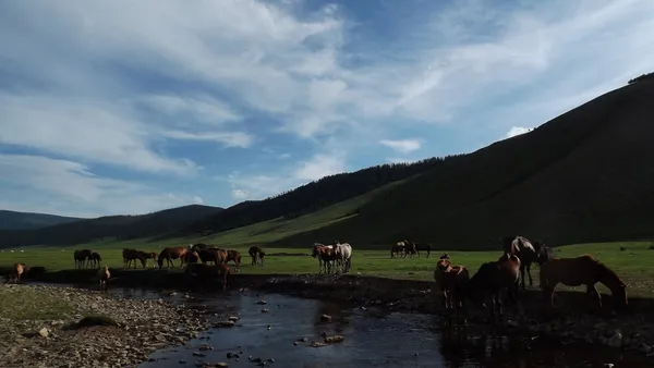 Le cheval en Mongolie