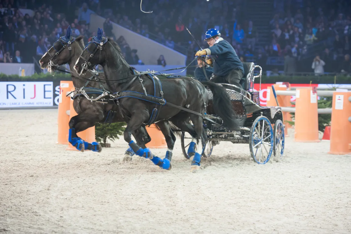 Une paire d'attelage en épreuve indoor