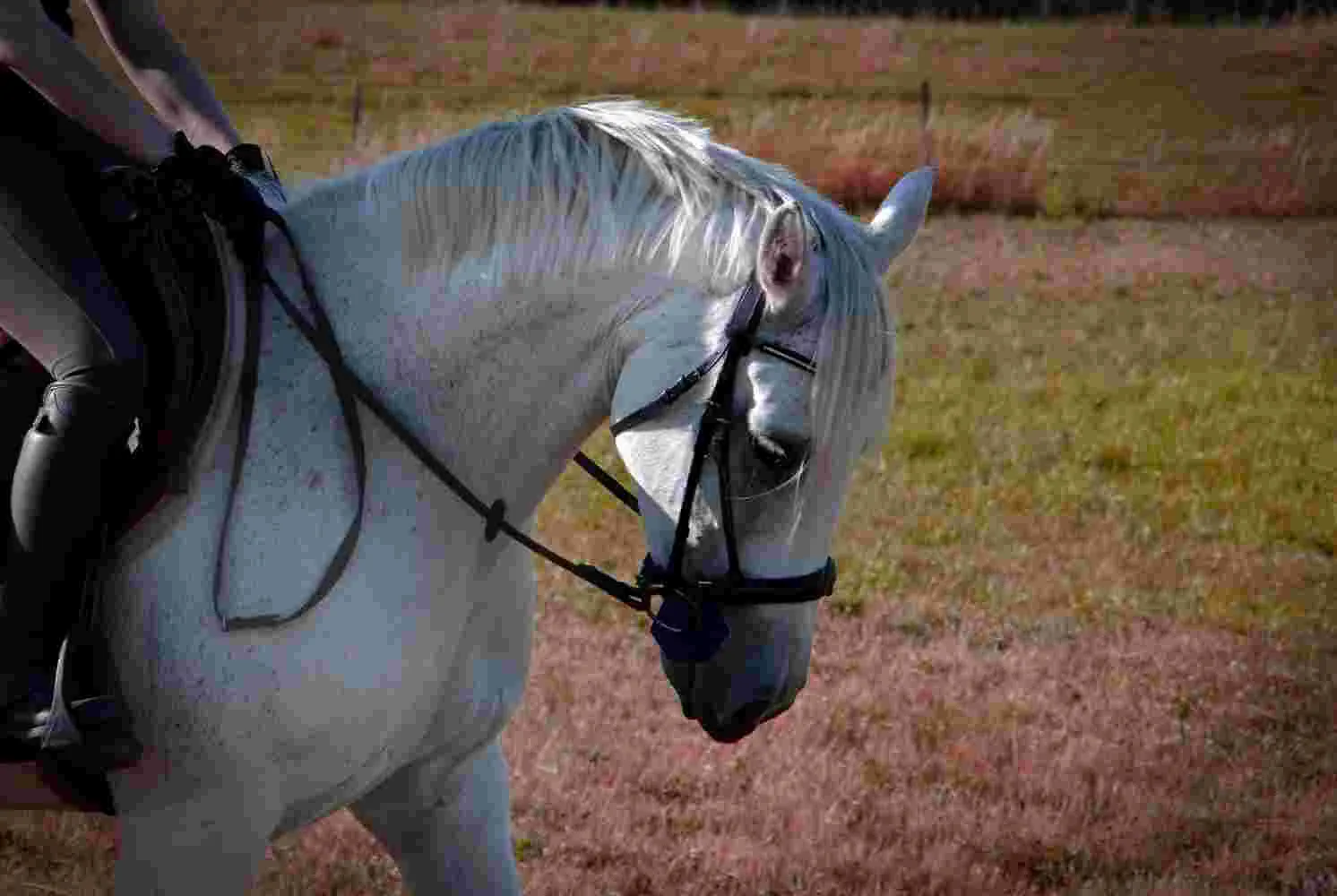 test des mors i-bride