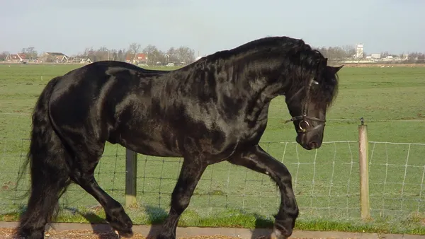Le cheval Frison : "la perle noire"