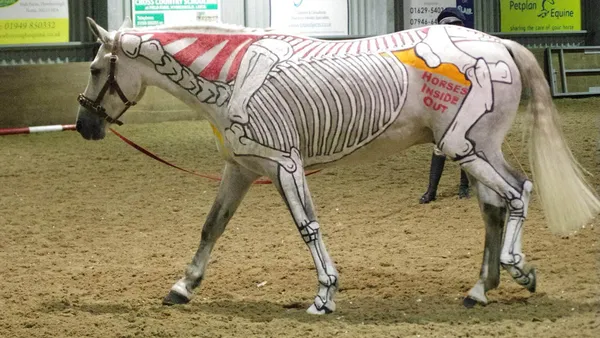 La biomécanique du cheval : une autre approche de l'équitation