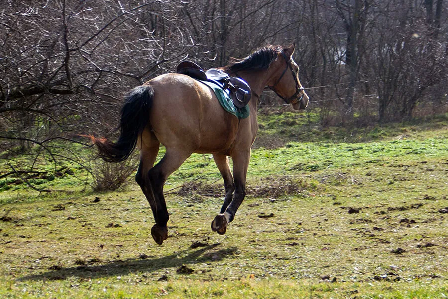Sur un cheval chaud une chute est vite arrivée... Pour l'éviter, désamorcez la bombe au plus vite !