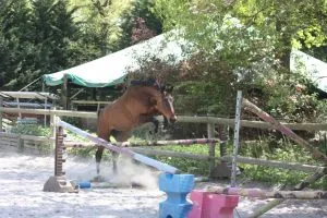 Assouplir son cheval avec les sauts de puce