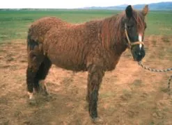 L'hirsutisme est un symptôme spécifique du cushing (ici, cheval très atteint)