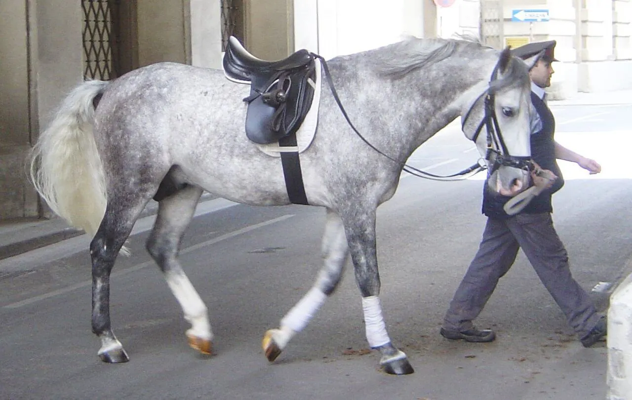 Etalon Lipizzan de l'école espagnole de Vienne