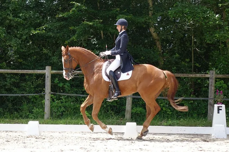 Avoir une bonne posture assise est très important en dressage pour le Galop 7.