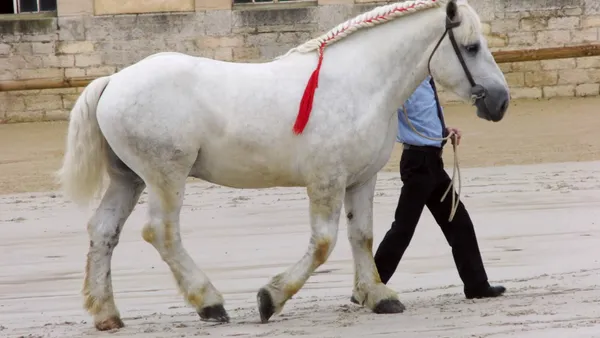 Découvrez le Percheron, un géant au cœur tendre