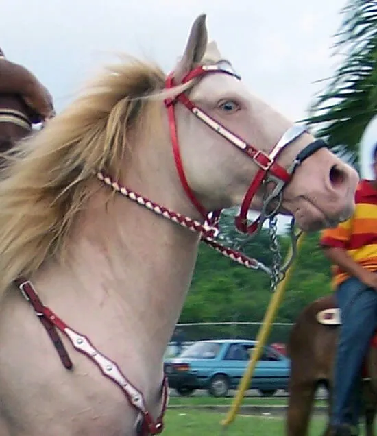 Cheval perlino