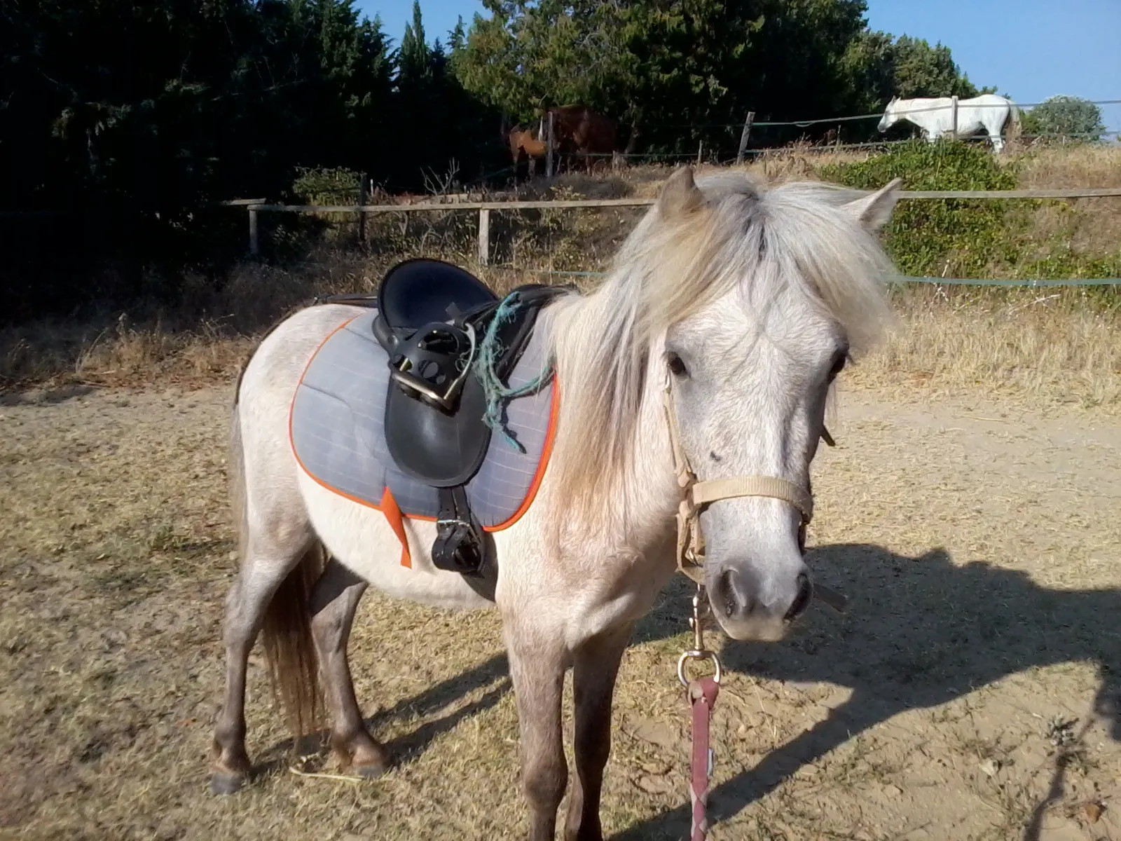 Attention à ne pas choisir un cheval trop jeune. Préférez un cheval de plus de 8 ans. Ici un shetland en cours de débourrage.