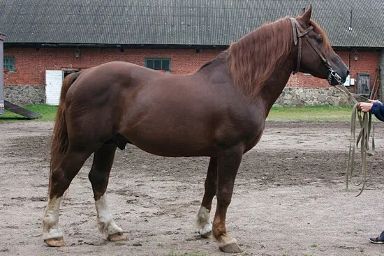 Cheval alezan brûlé