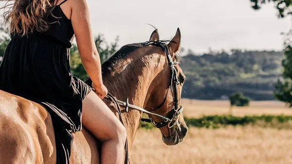 Acheter un cheval : le point sur les formalités