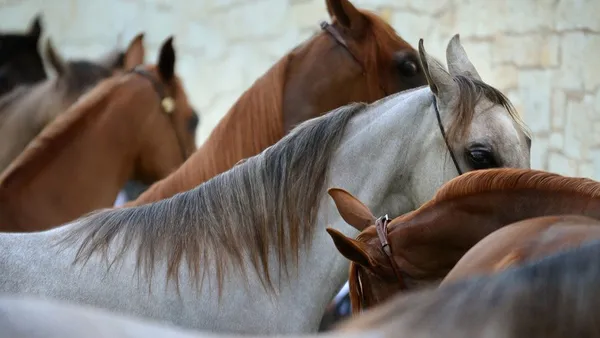 Acheter un cheval : quel sexe choisir ?