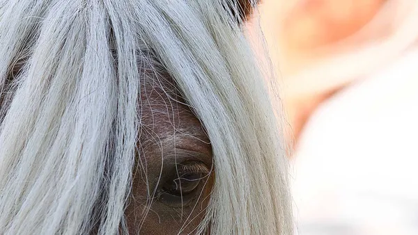 Aidez votre cheval à avoir confiance en lui