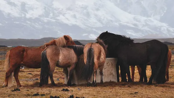 L'alimentation sans céréales chez les chevaux : décryptage