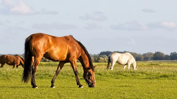 Alimentation du cheval : les bonnes pratiques