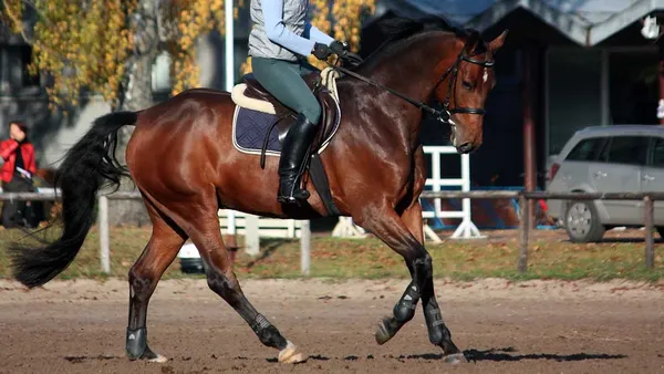 Améliorer la qualité du galop de son cheval