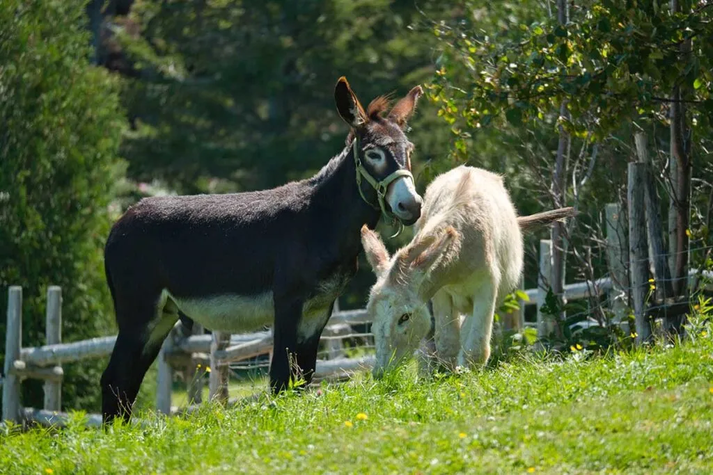 Voitures, vélos, randonneurs... mais aussi vaches, ânes et autres surprises peuvent se rencontrer au détour d'un chemin