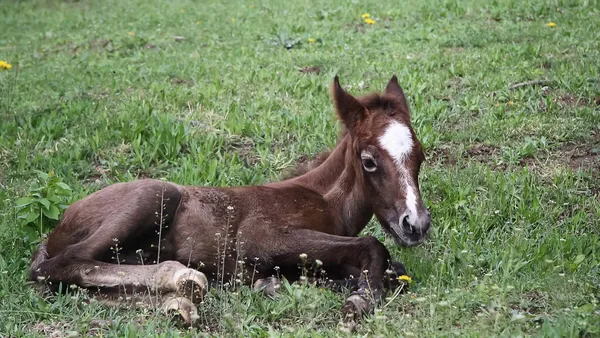 Le Syndrome du Poulain de Sang Fragile (Warmblood Fragile Foal Syndrome - WFFS)