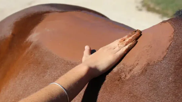 Pourquoi et comment utiliser l'argile chez les chevaux ?