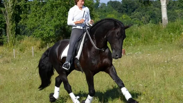 Une équitation sans-mors, c'est possible ?