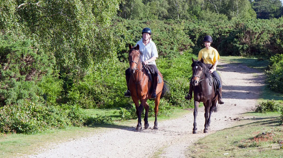 La balade en terrain varié est un excellent moyen de muscler son cheval en douceur