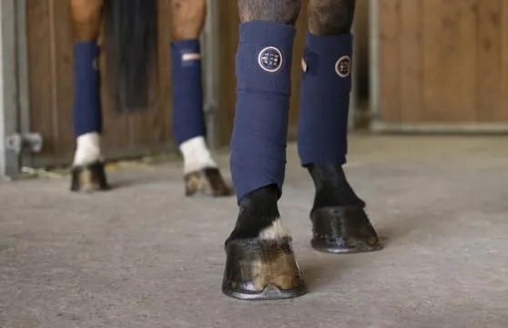 On peut protéger les membres d'un cheval avec des bandes de polo pendant une séance de travail.